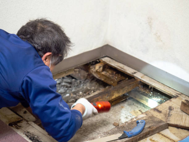 Why You Should Choose Our Mold Remediation Services in Coldspring, TX